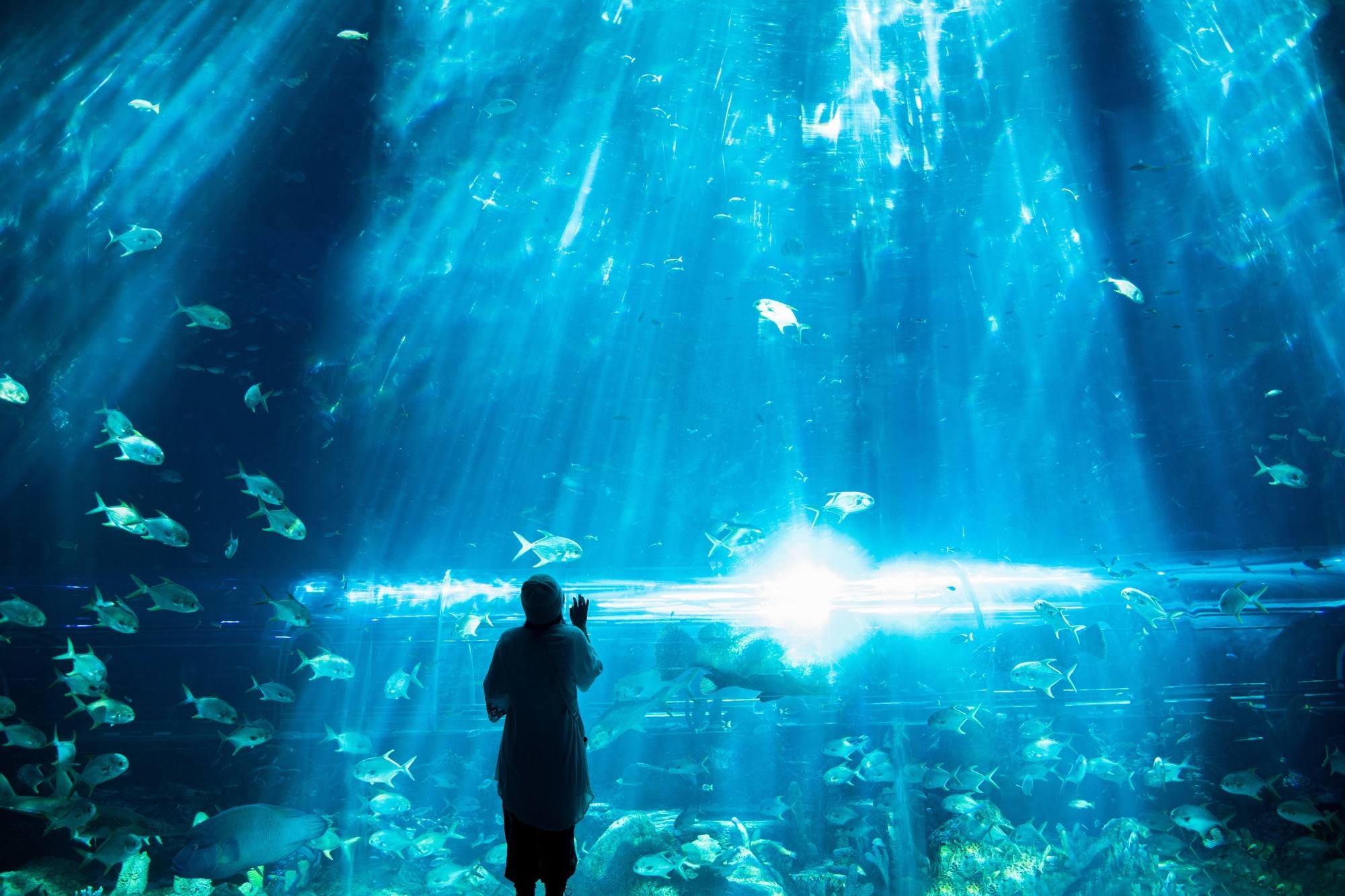 Woman looking at a big aquarium watching the fish.