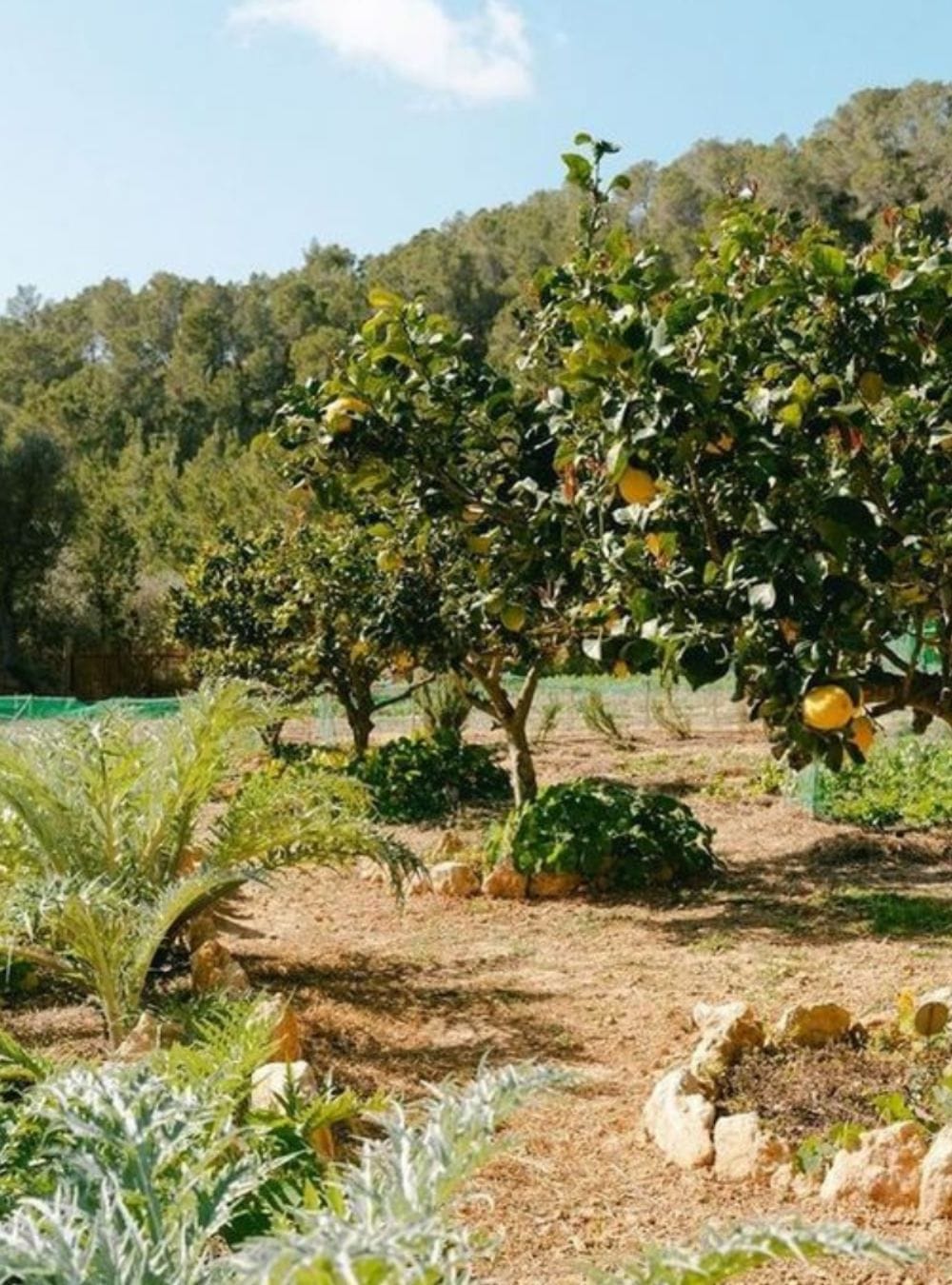 A field with lemon trees.